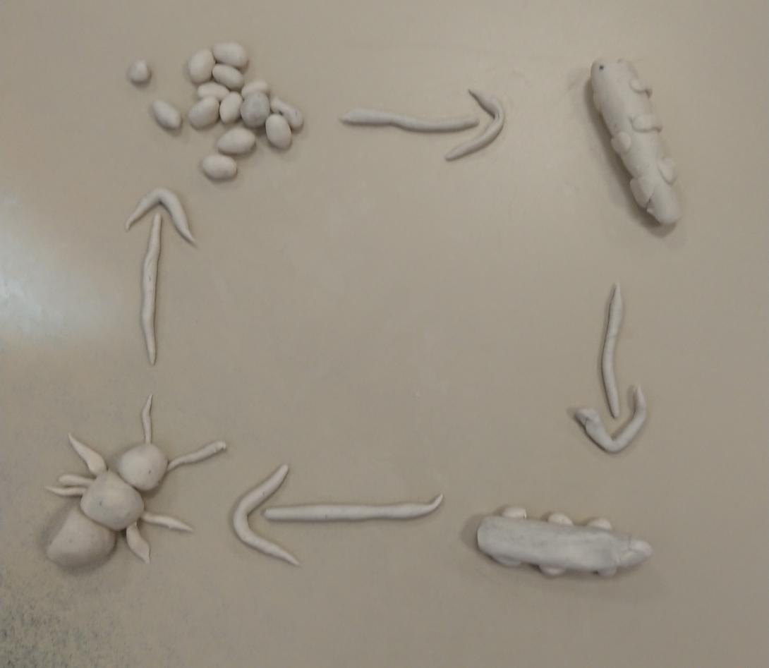 Le cycle de vie des insectes en pâte à modeler