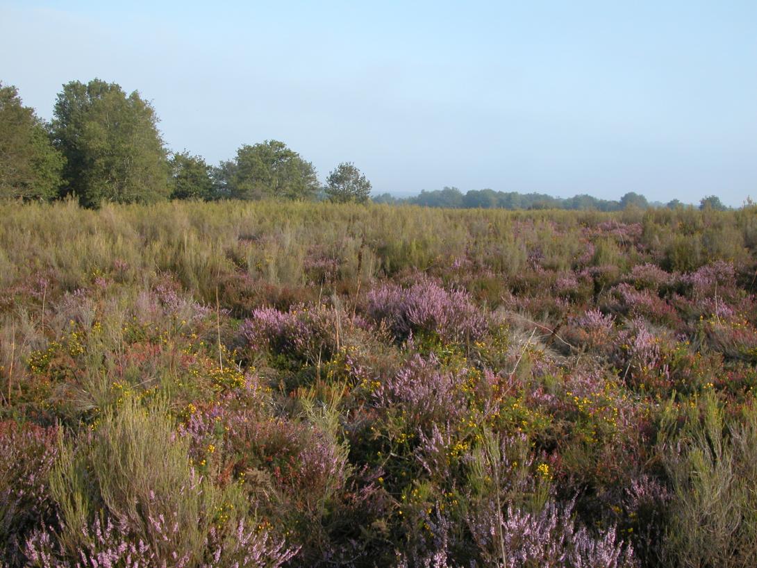 Landes de Sainte-Marie